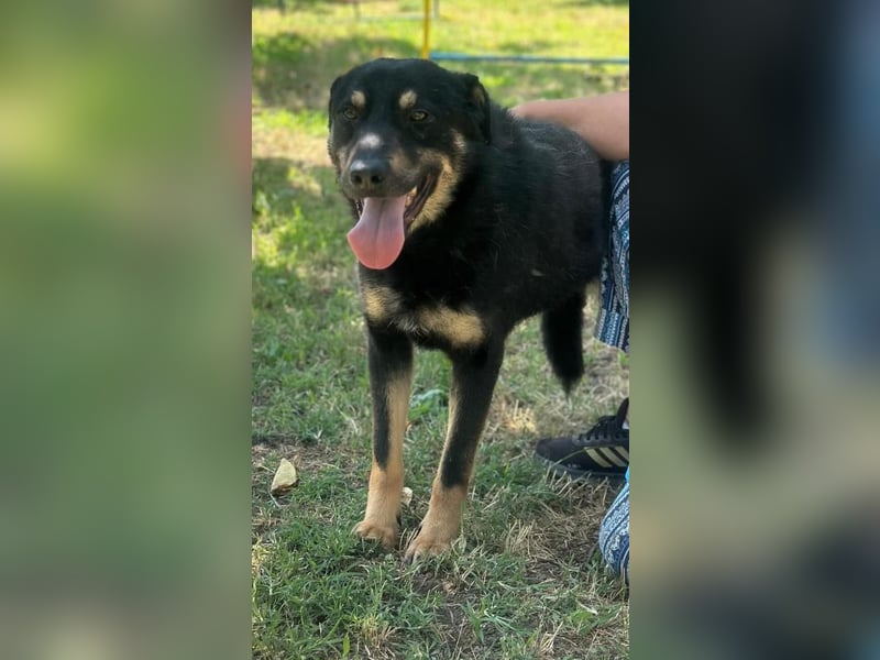 JORIS – Lebensfreude pur in schwarzem Fell