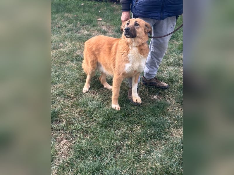 Jella - Hündin - geb. 01/2021 - sant und geduldig