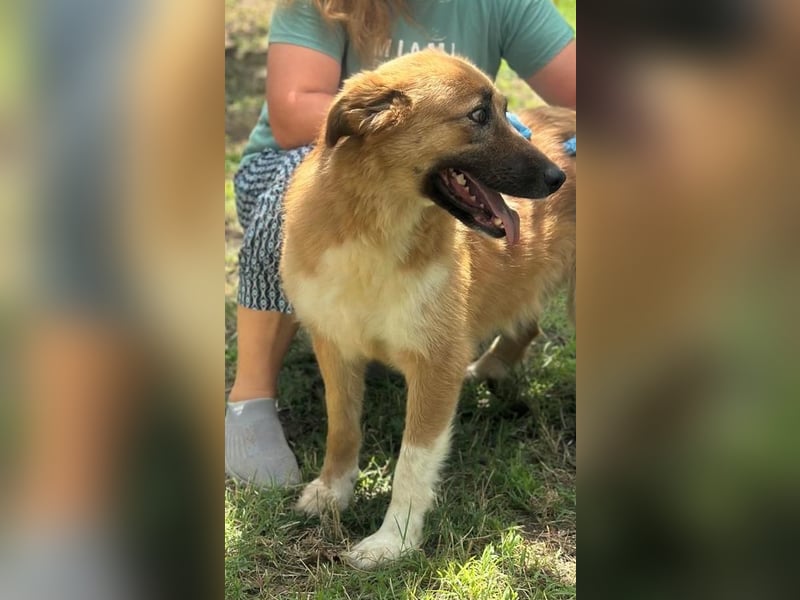 JELLA – Sanft, geduldig und voller Hoffnung auf ihr eigenes Zuhause