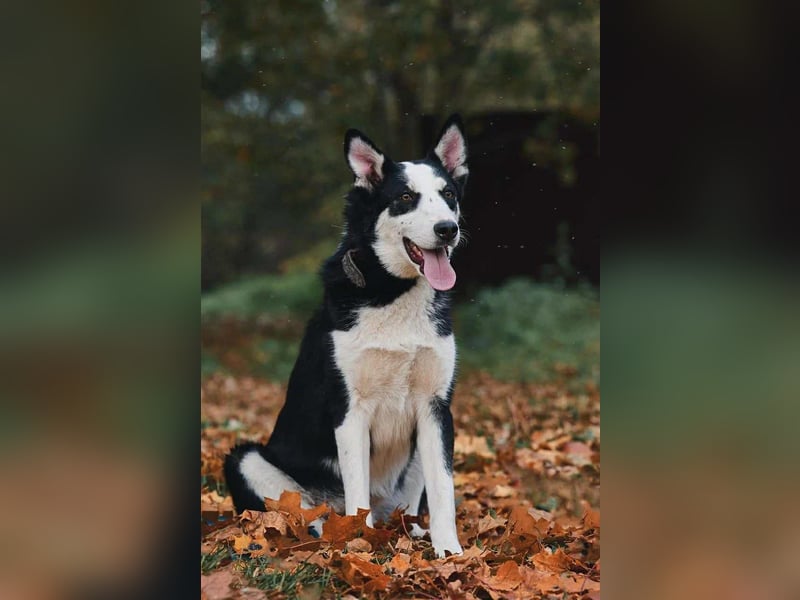 Lebensfroher Chico sucht seine Familie