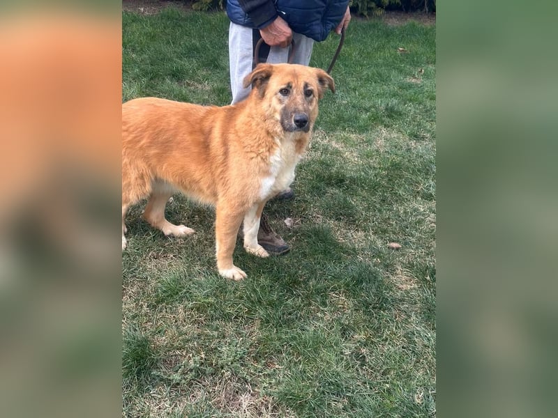 Jella - Hündin - geb. 01/2021 - sant und geduldig