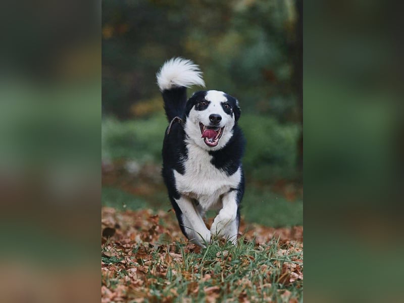 Lebensfroher Chico sucht seine Familie