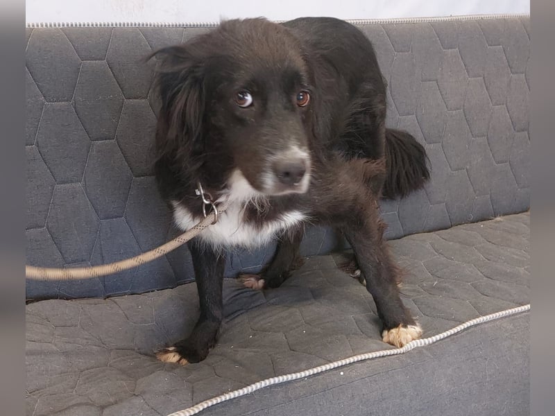 Roxy - Hündin - geb. 01/2022 - 53 cm