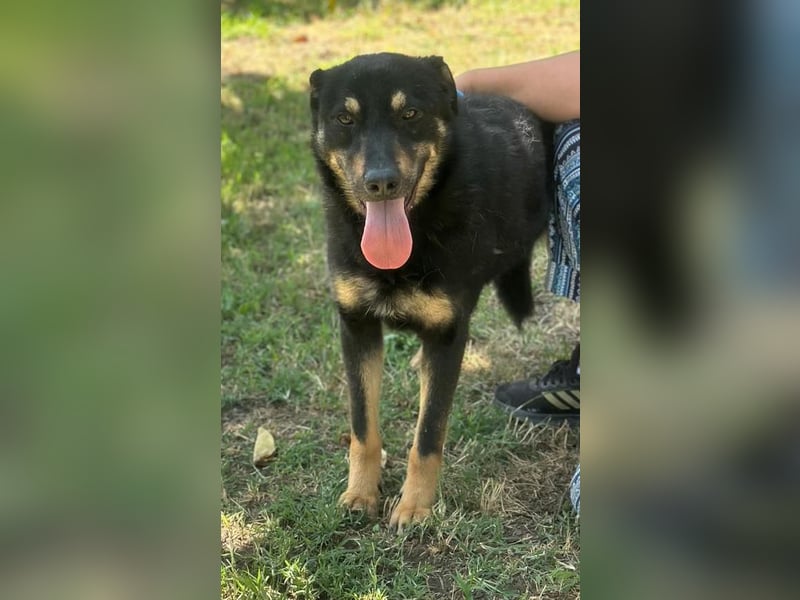 JORIS – Lebensfreude pur in schwarzem Fell