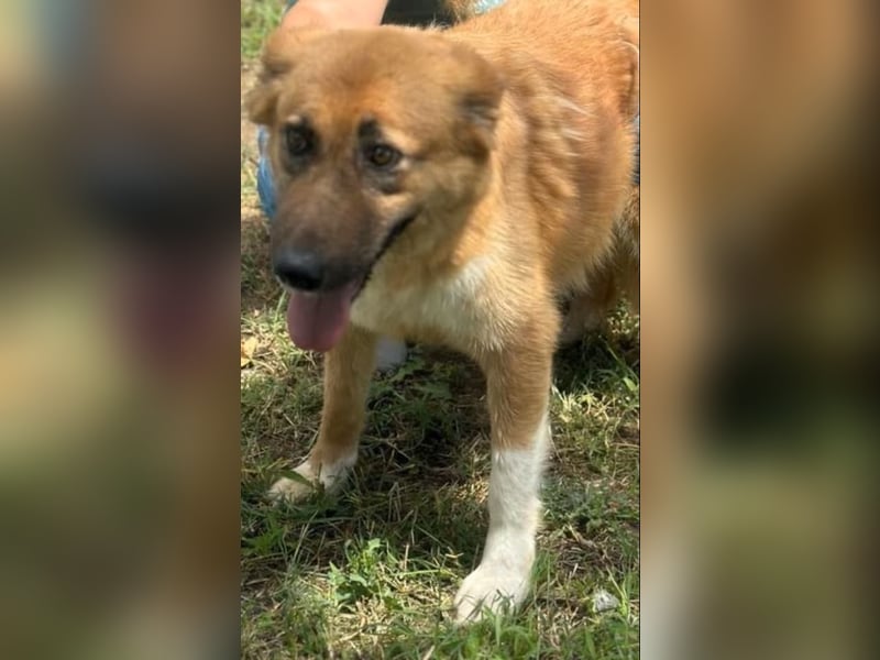 Jella - Hündin - geb. 01/2021 - sant und geduldig