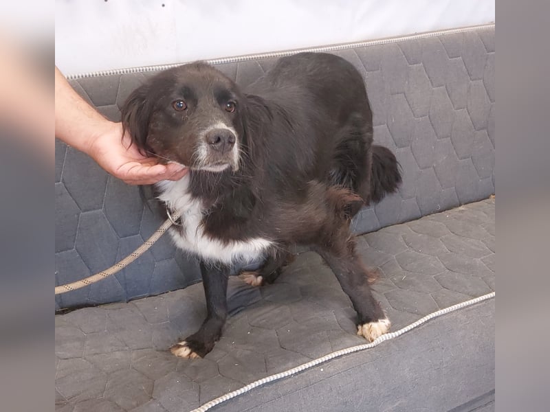 Roxy - Hündin - geb. 01/2022 - 53 cm