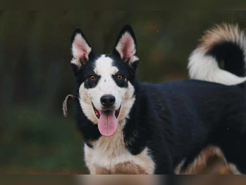 Lebensfroher Chico sucht seine Familie