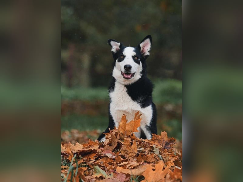 Lebensfroher Chico sucht seine Familie