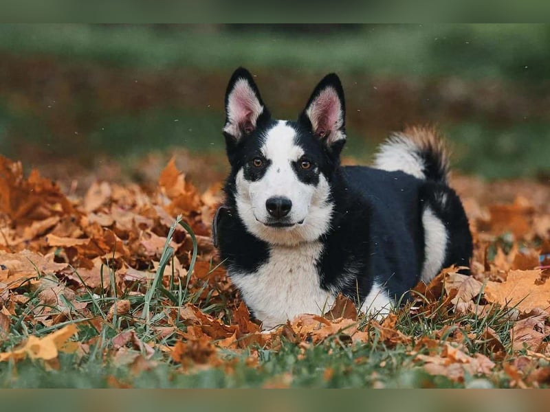 Lebensfroher Chico sucht seine Familie