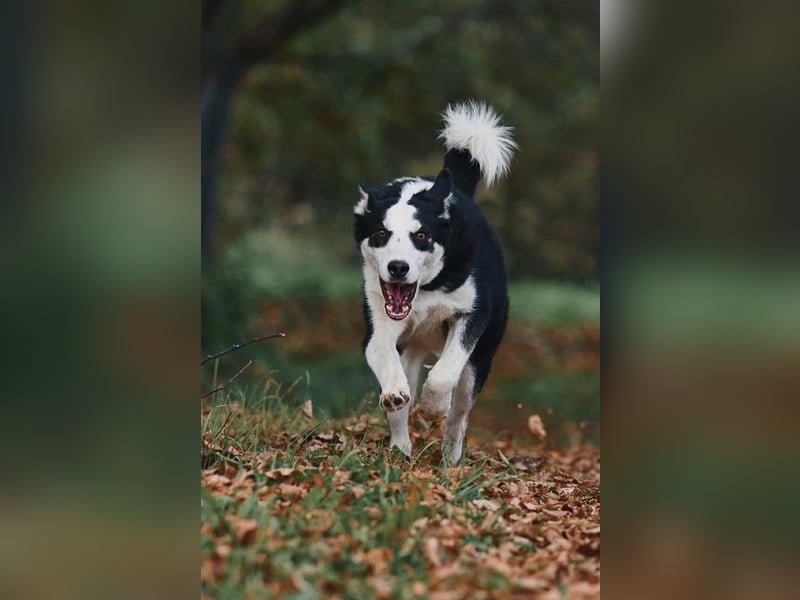 Lebensfroher Chico sucht seine Familie