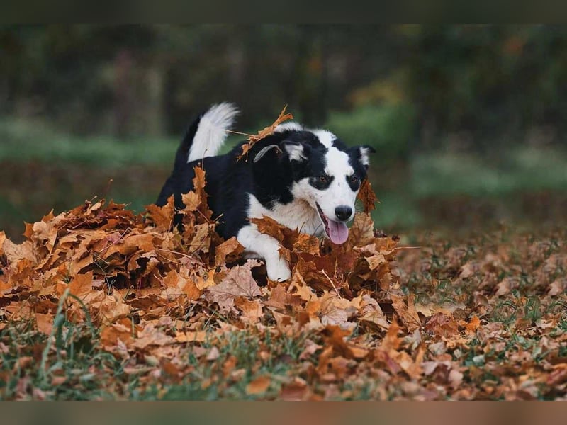 Lebensfroher Chico sucht seine Familie