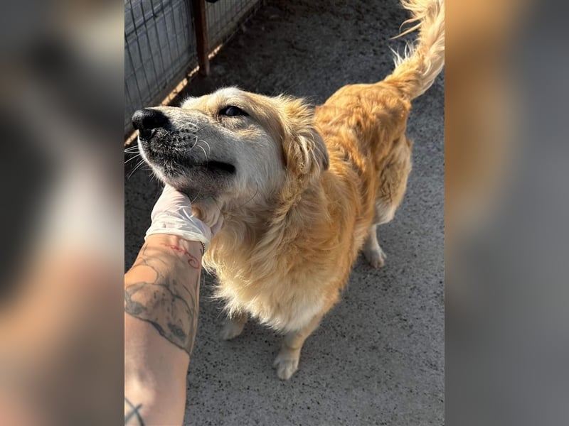 Xelano - gut gelaunter Rüde