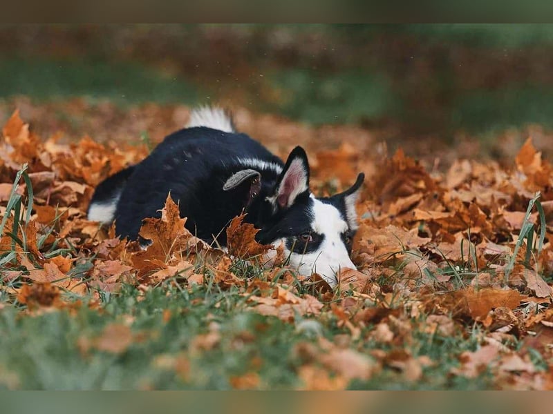 Lebensfroher Chico sucht seine Familie