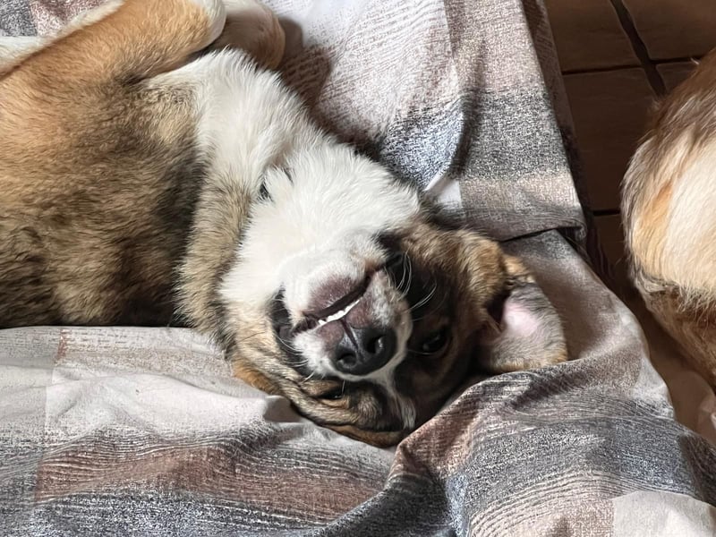 Valentin unser Sonnenschein mit Handicap