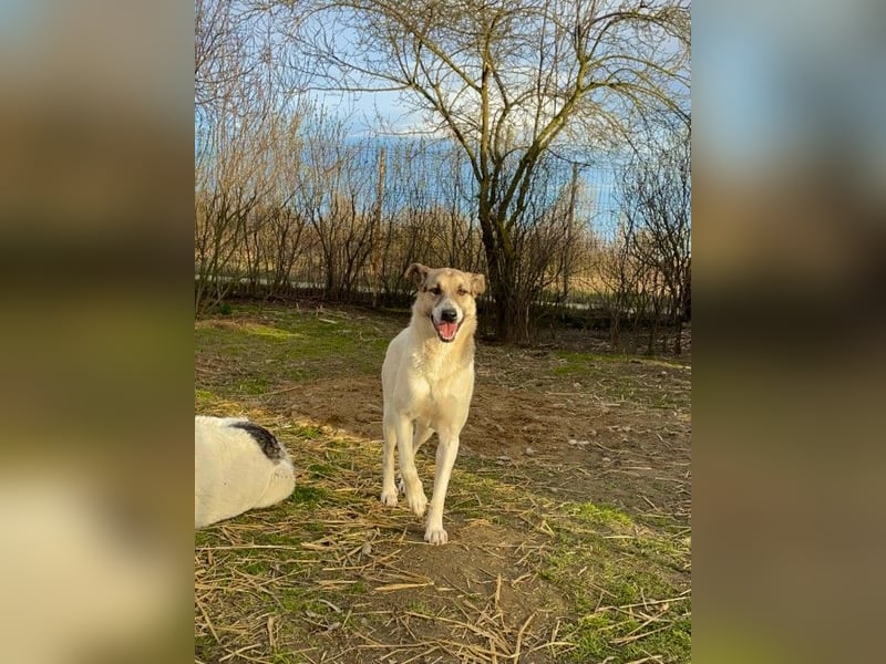 Aliisa mit Training zur Traumhündin