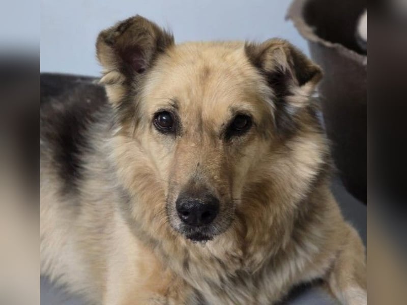 Alicia - sanfte Seniorin