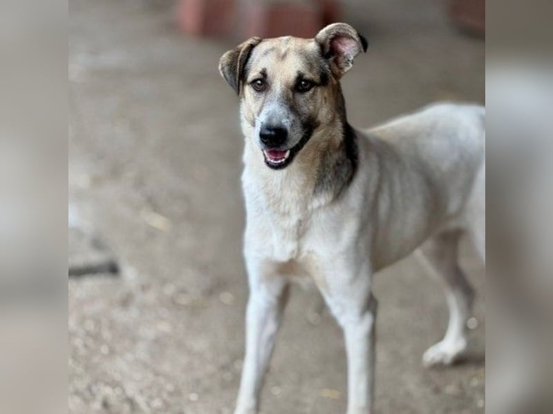 Aliisa mit Training zur Traumhündin