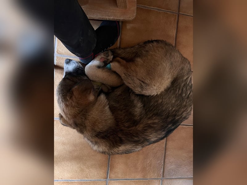 Valentin unser Sonnenschein mit Handicap