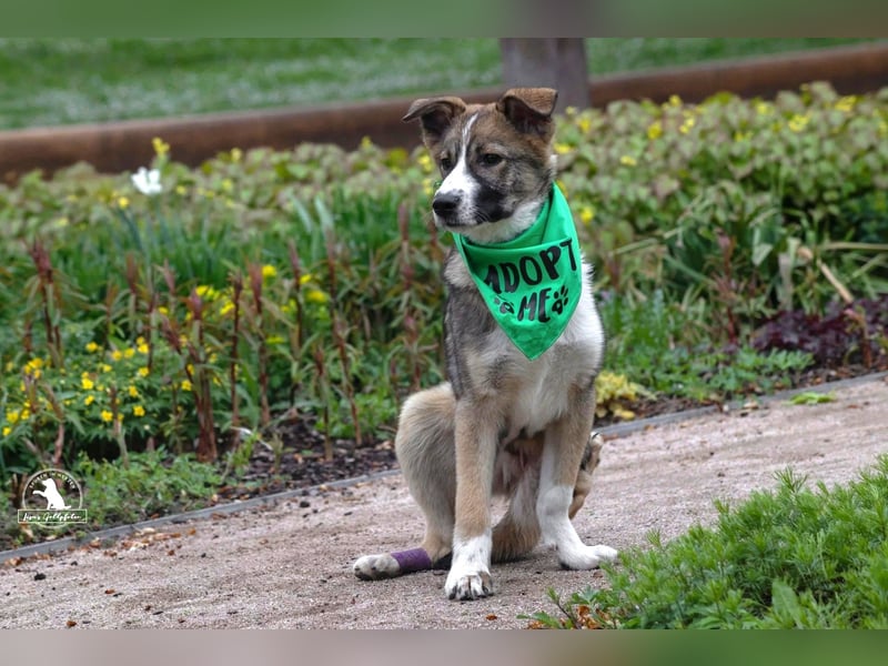 Valentin unser Sonnenschein mit Handicap