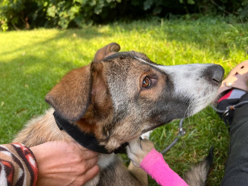 Valentin unser Sonnenschein mit Handicap