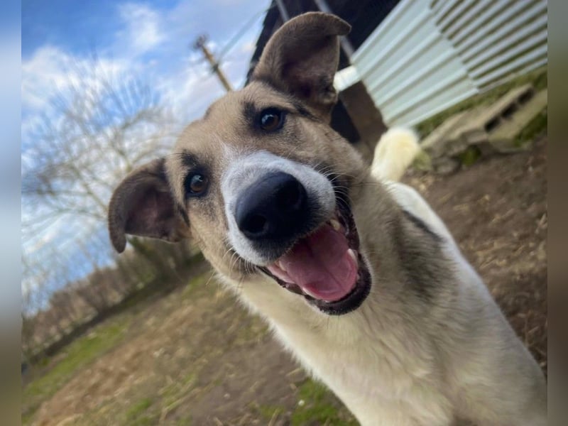 Aliisa mit Training zur Traumhündin