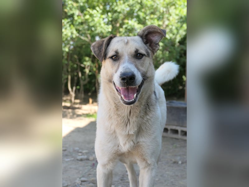 Aliisa mit Training zur Traumhündin
