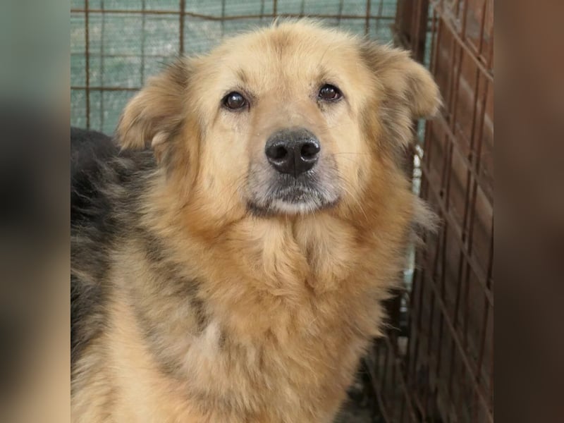 Alicia - sanfte Seniorin