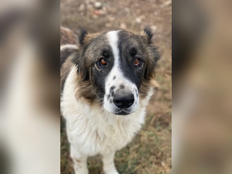 Marla, geb. ca. 06/2020, lebt in GRIECHENLAND, im städt. Tierheim Serres