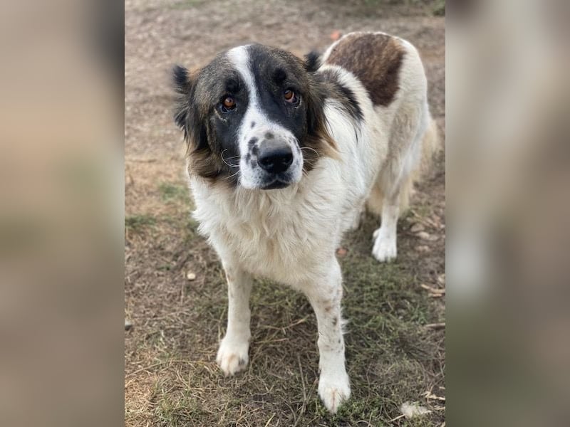 Marla, geb. ca. 06/2020, lebt in GRIECHENLAND, im städt. Tierheim Serres