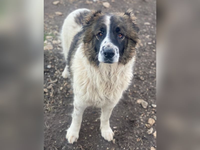 Marla, geb. ca. 06/2020, lebt in GRIECHENLAND, im städt. Tierheim Serres