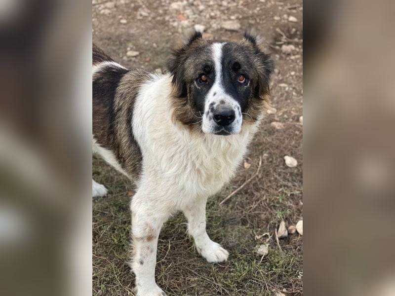 Marla, geb. ca. 06/2020, lebt in GRIECHENLAND, im städt. Tierheim Serres