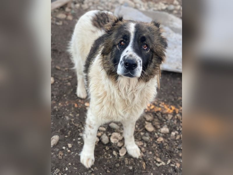 Marla, geb. ca. 06/2020, lebt in GRIECHENLAND, im städt. Tierheim Serres