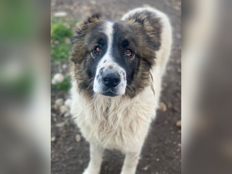 Marla, geb. ca. 06/2020, lebt in GRIECHENLAND, im städt. Tierheim Serres