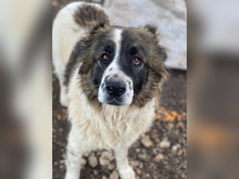 Marla, geb. ca. 06/2020, lebt in GRIECHENLAND, im städt. Tierheim Serres