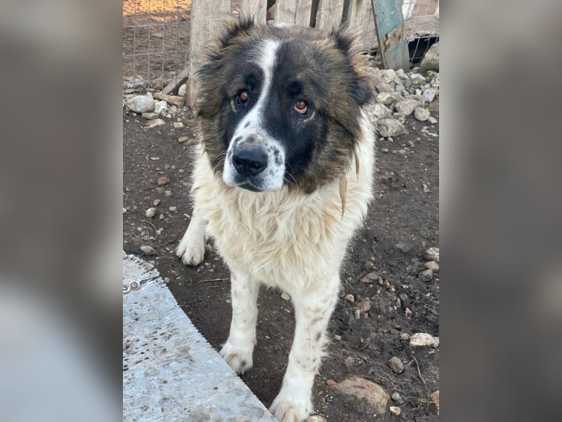 Marla, geb. ca. 06/2020, lebt in GRIECHENLAND, im städt. Tierheim Serres