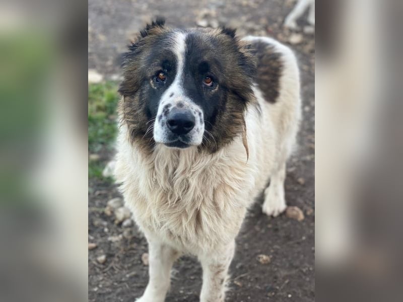 Marla, geb. ca. 06/2020, lebt in GRIECHENLAND, im städt. Tierheim Serres