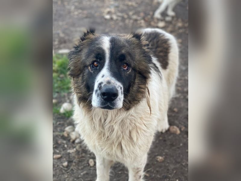 Marla, geb. ca. 06/2020, lebt in GRIECHENLAND, im städt. Tierheim Serres