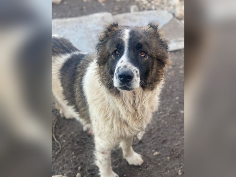 Marla, geb. ca. 06/2020, lebt in GRIECHENLAND, im städt. Tierheim Serres