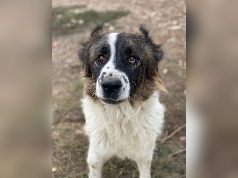 Marla, geb. ca. 06/2020, lebt in GRIECHENLAND, im städt. Tierheim Serres