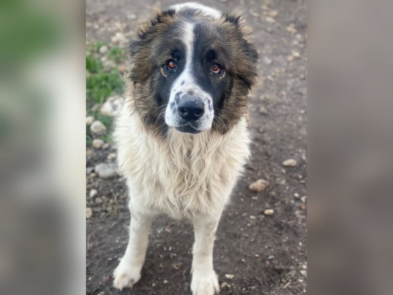 Marla, geb. ca. 06/2020, lebt in GRIECHENLAND, im städt. Tierheim Serres