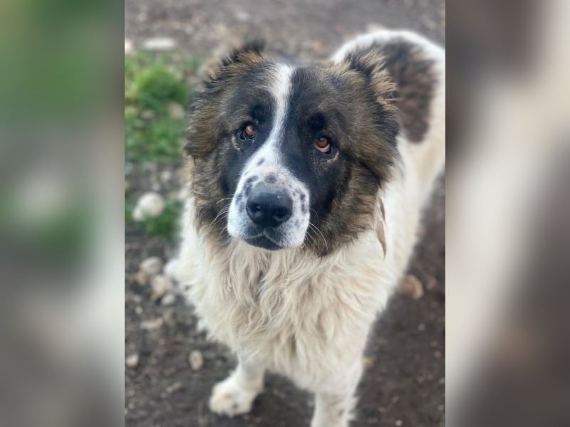 Marla, geb. ca. 06/2020, lebt in GRIECHENLAND, im städt. Tierheim Serres