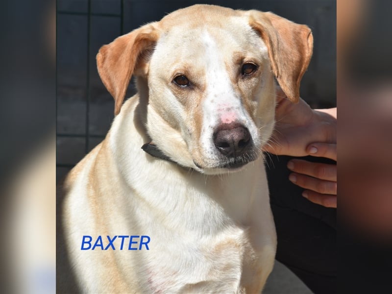 Baxter, will der Freund fürs Leben werden