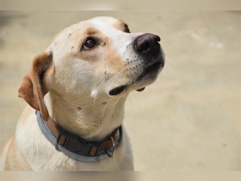 Baxter, will der Freund fürs Leben werden