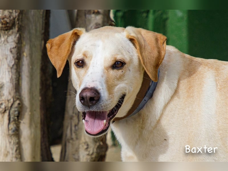 Baxter, will der Freund fürs Leben werden