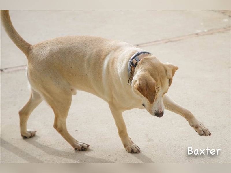 Baxter, will der Freund fürs Leben werden
