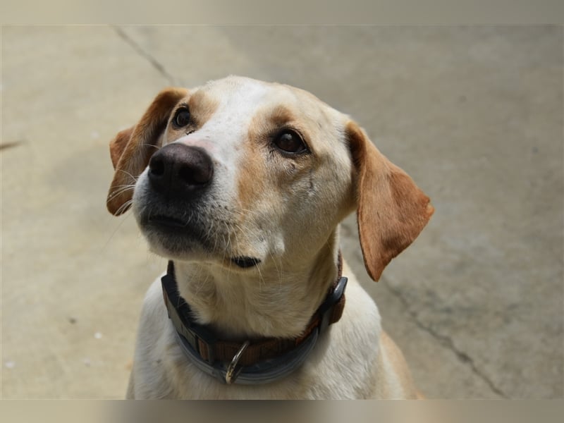 Baxter, will der Freund fürs Leben werden