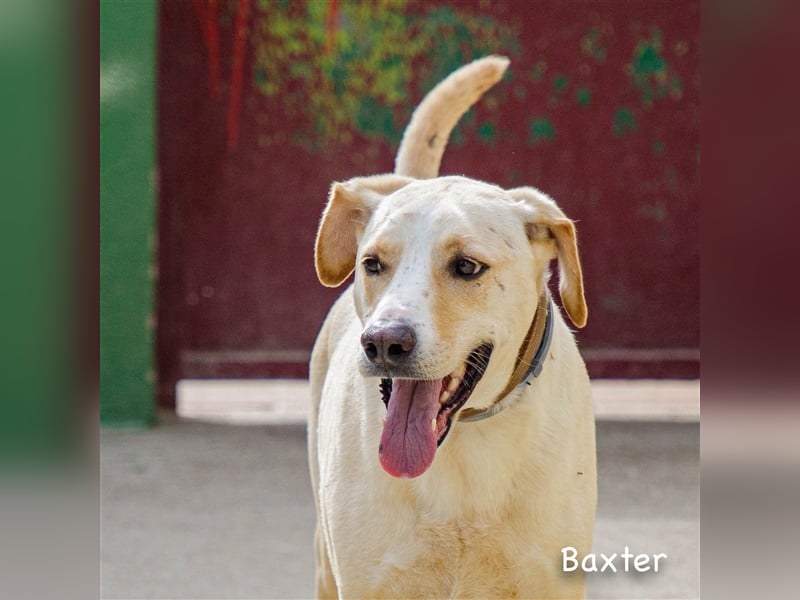 Baxter, will der Freund fürs Leben werden