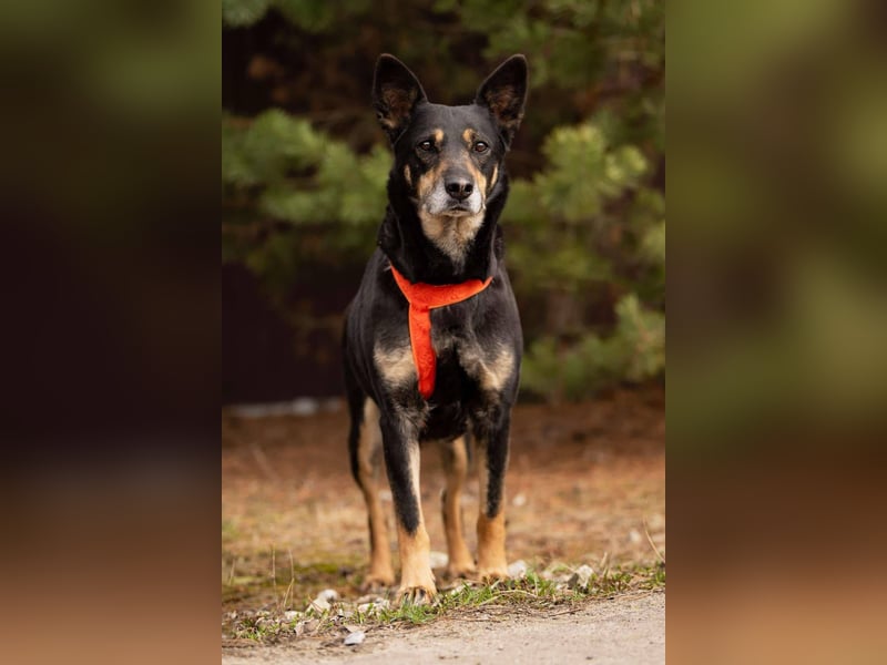 Kluge Dana sucht passendes Zuhause