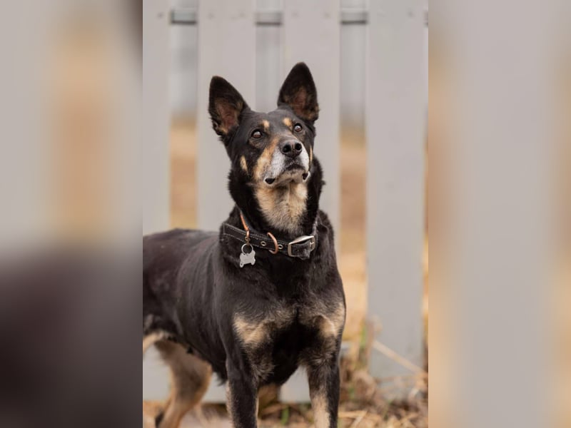 Kluge Dana sucht passendes Zuhause