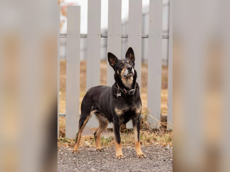 Kluge Dana sucht passendes Zuhause